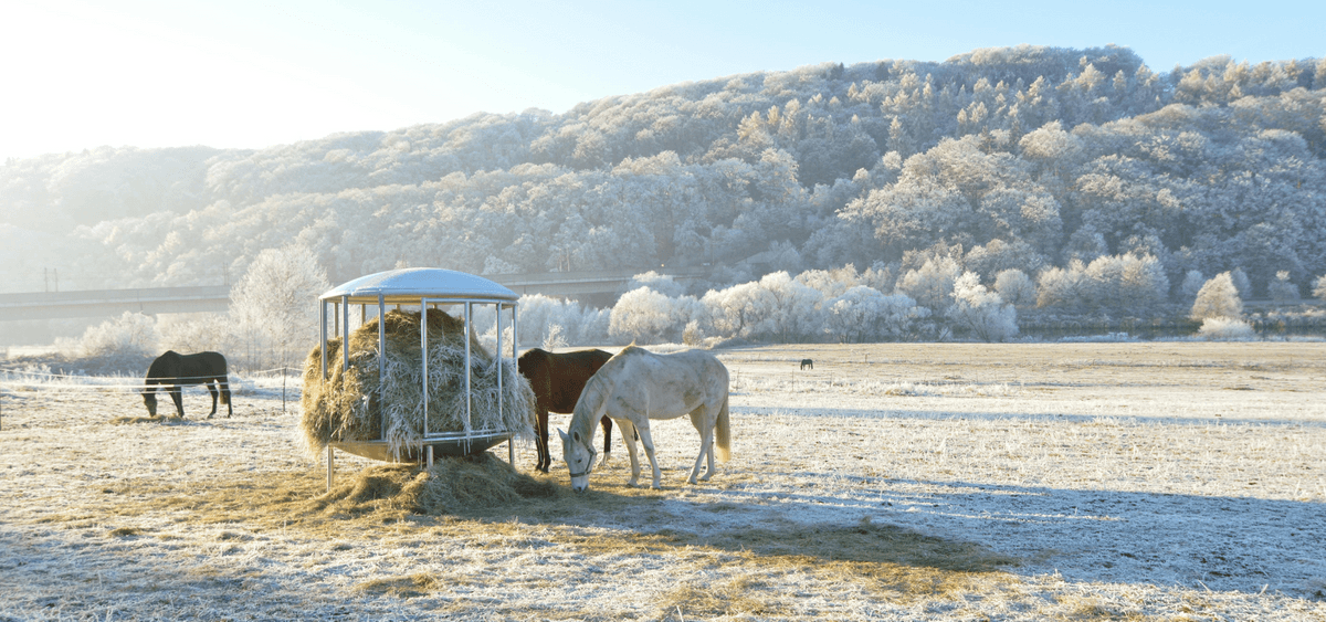 Winter must-haves for horse riders