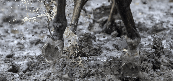 How do I protect my horse against mud fever?