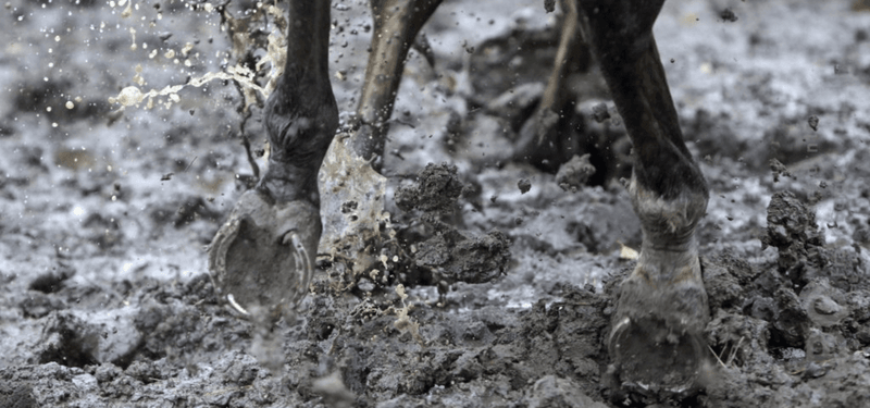 How do I protect my horse against mud fever?