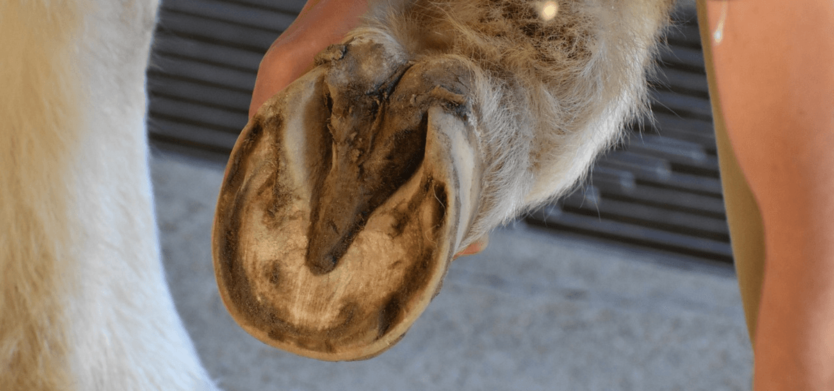Recognizing, preventing and treating thrush