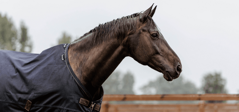How to wash and waterproof horse blankets