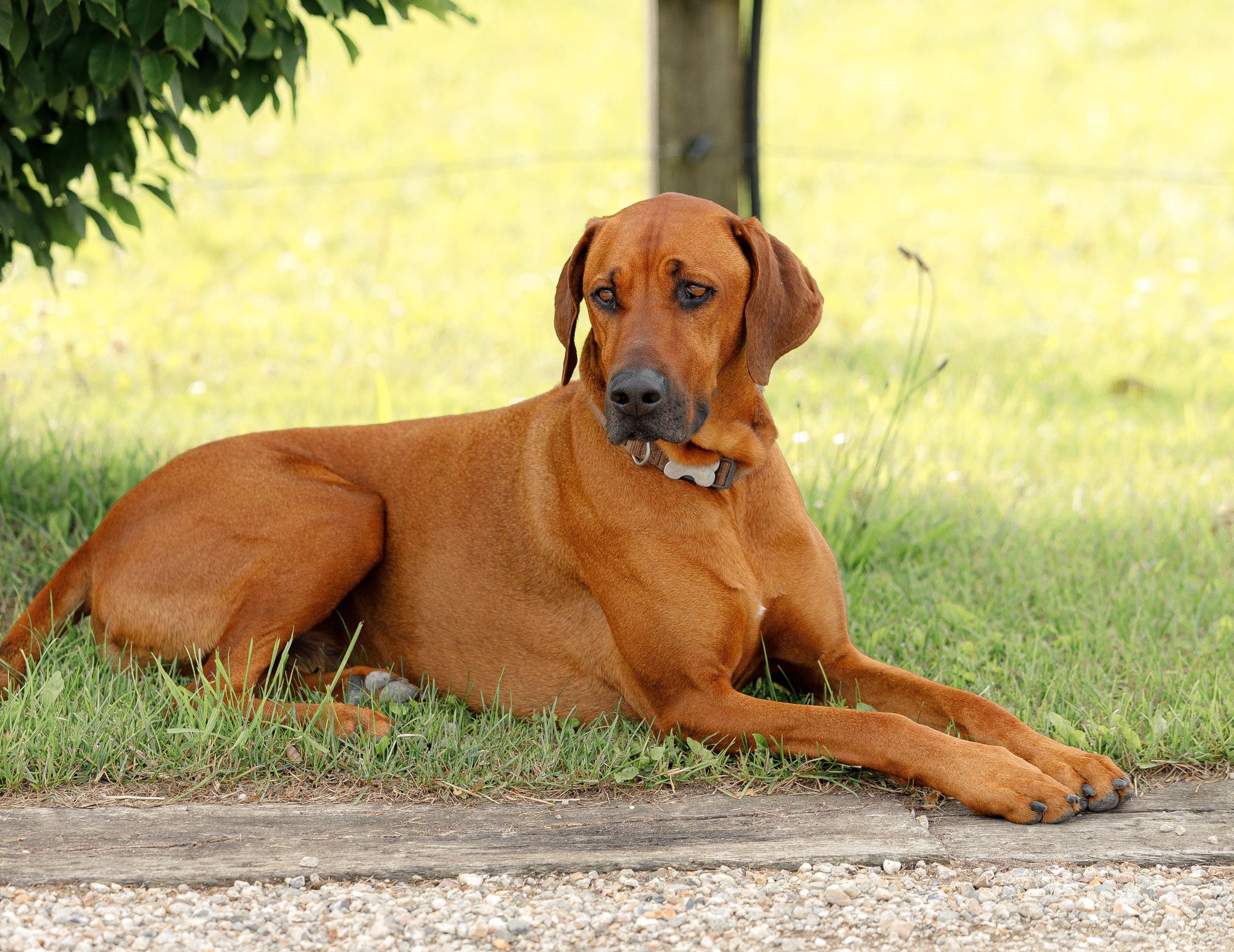How to Choose the Right Dog Collar: A Complete Guide for Horse Owners