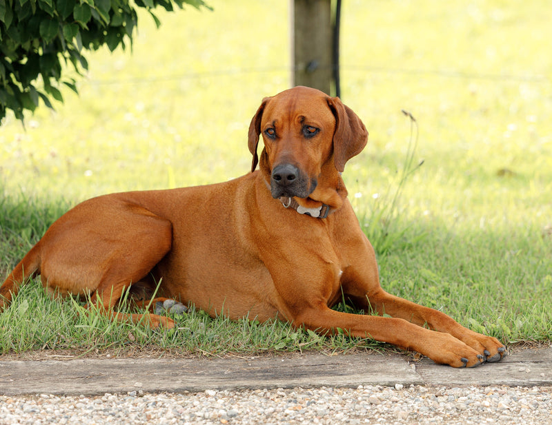 How to Choose the Right Dog Collar: A Complete Guide for Horse Owners