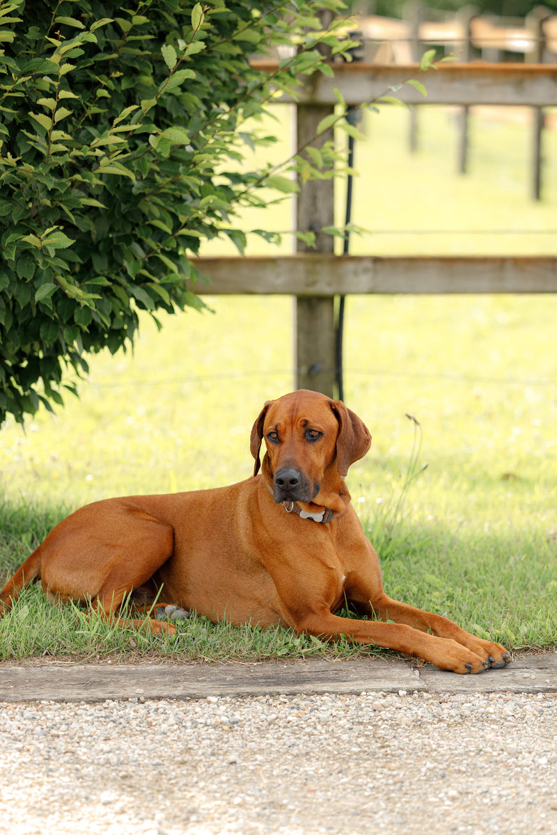 How to Choose the Right Dog Collar: A Complete Guide for Dog Owners