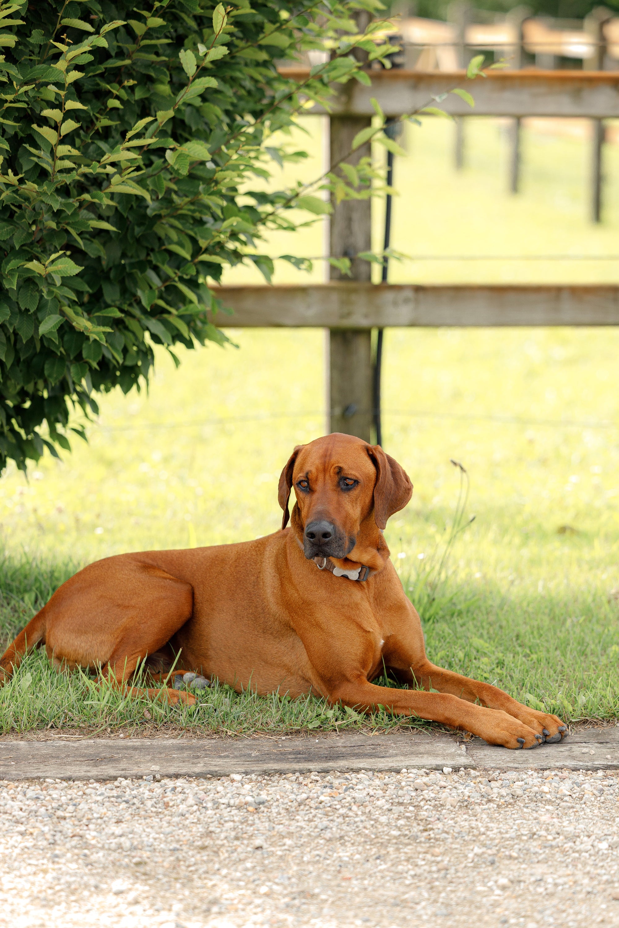 How to Choose the Right Dog Collar: A Complete Guide for Dog Owners