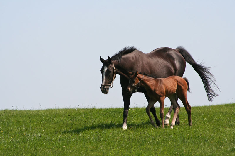 4 tips to prepare for the foaling season