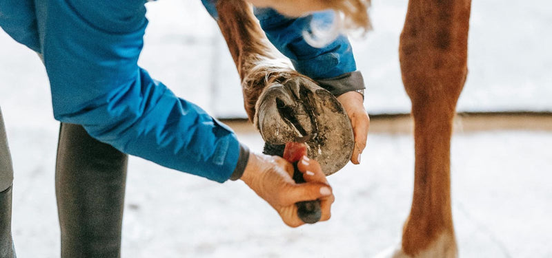 Stable pharmacy essentials: First aid for your horse