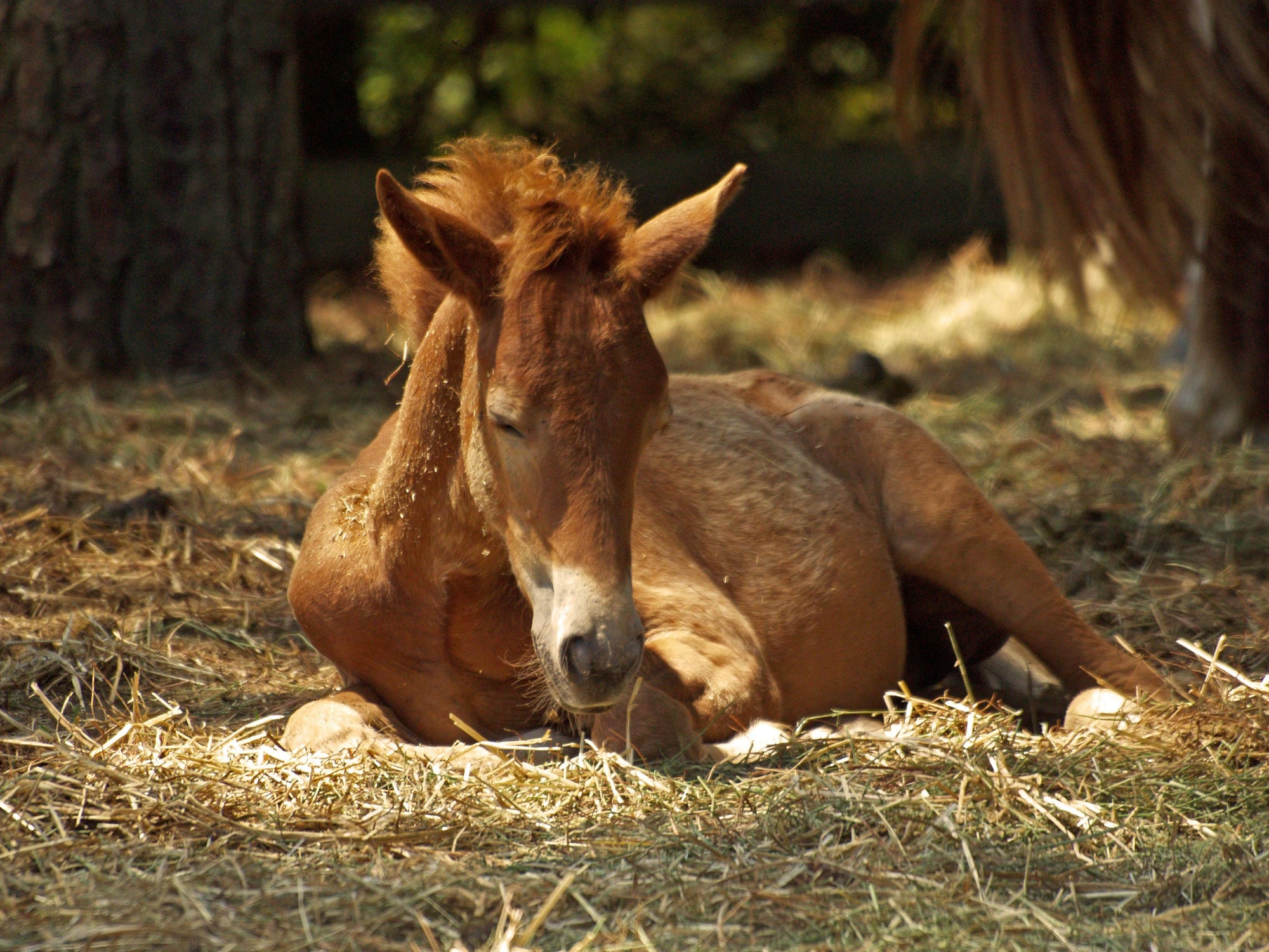 4 tips to start the foaling season off right