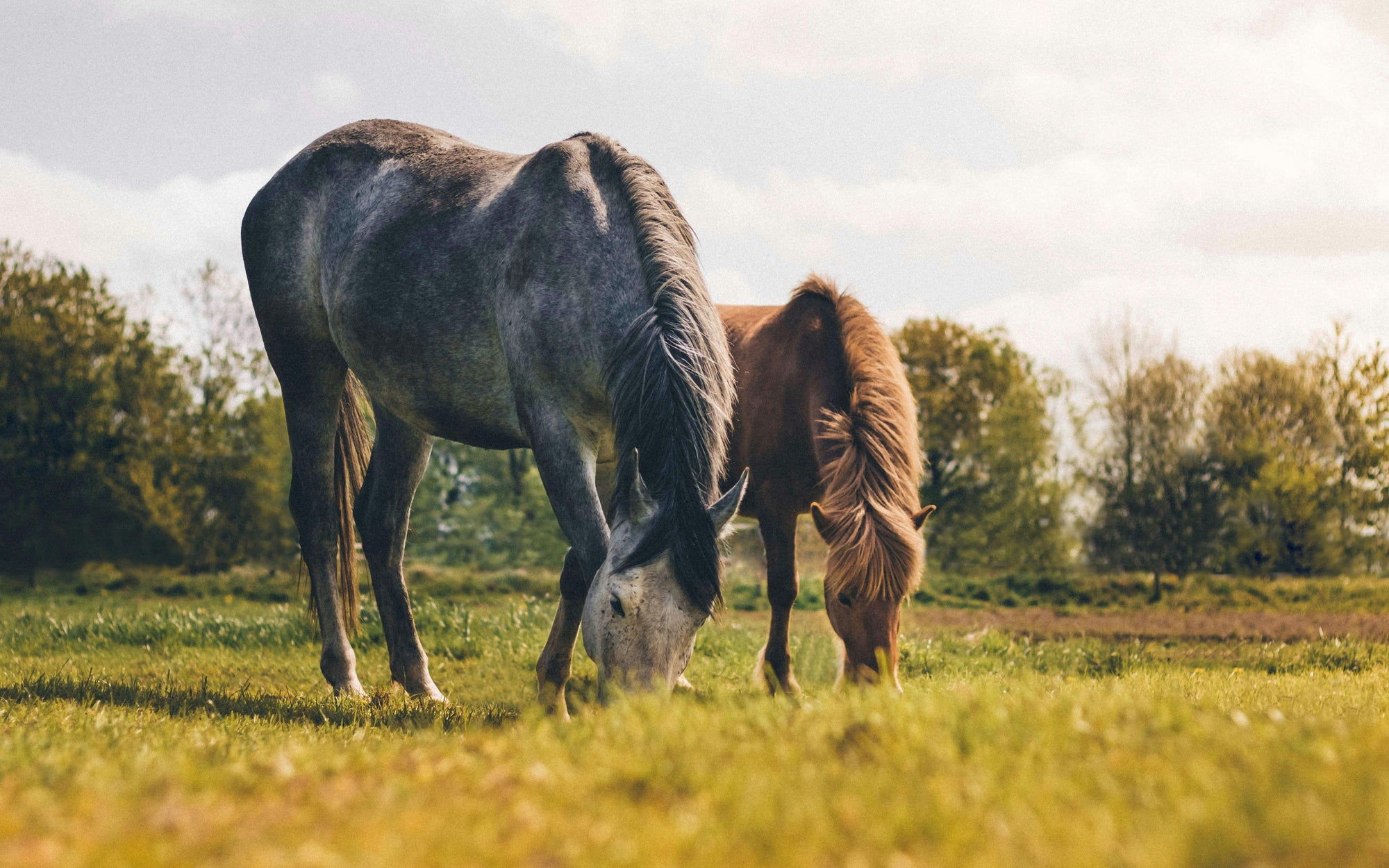 How can electrolytes protect your horse in hot weather?
