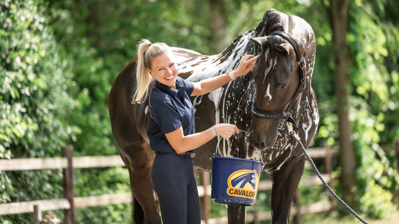 Which shampoo is best for your horse?