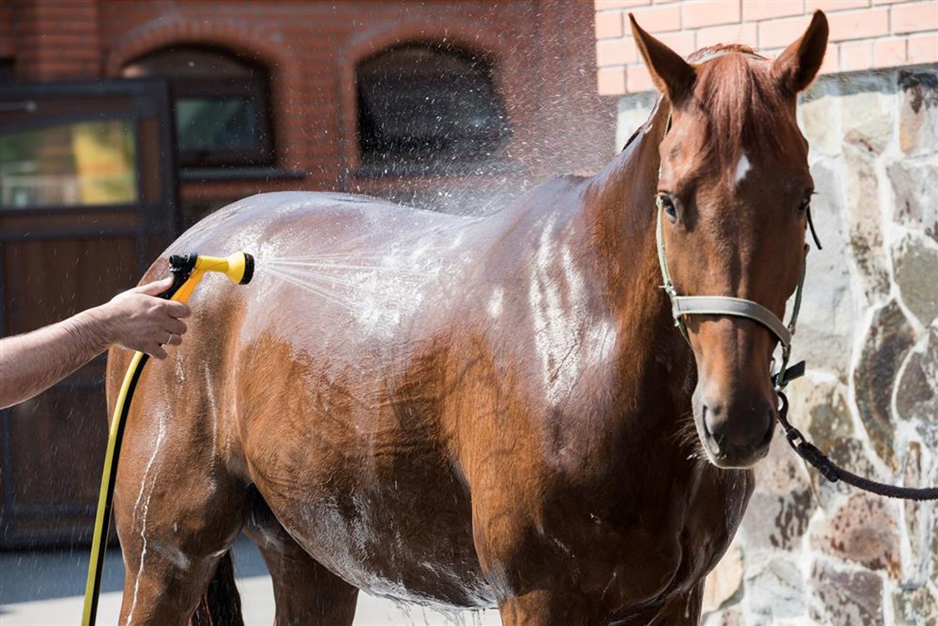 10 tips to cool down your horse during hot days