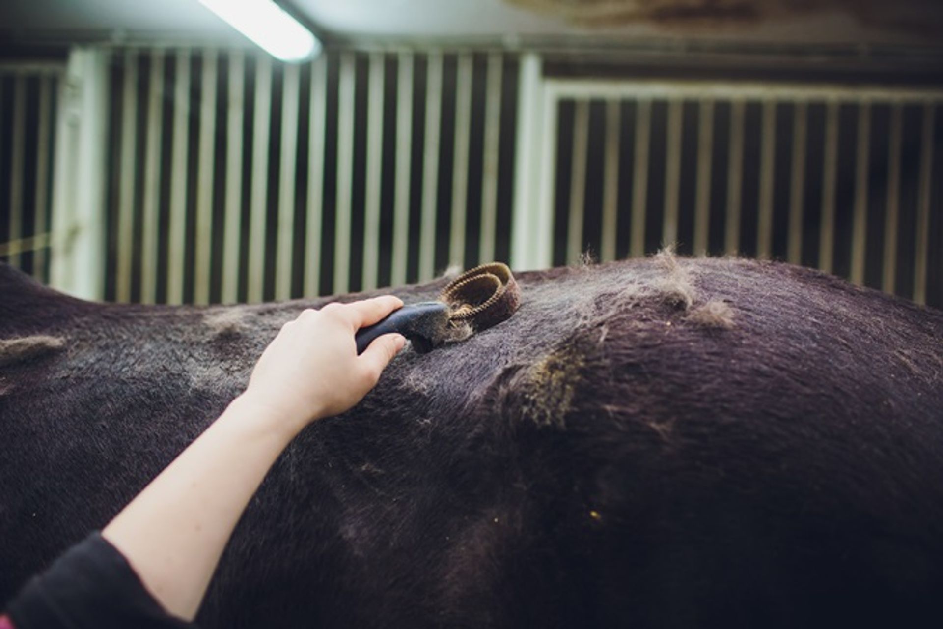 Tips to help your horse with shedding