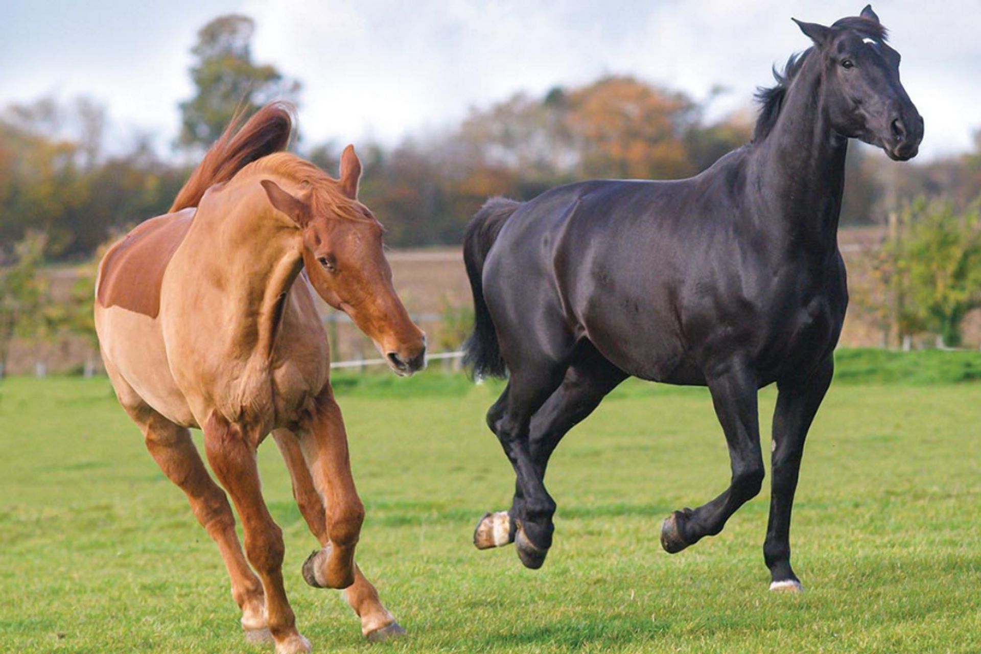 Mare in heat? Understand her difficult behavior!