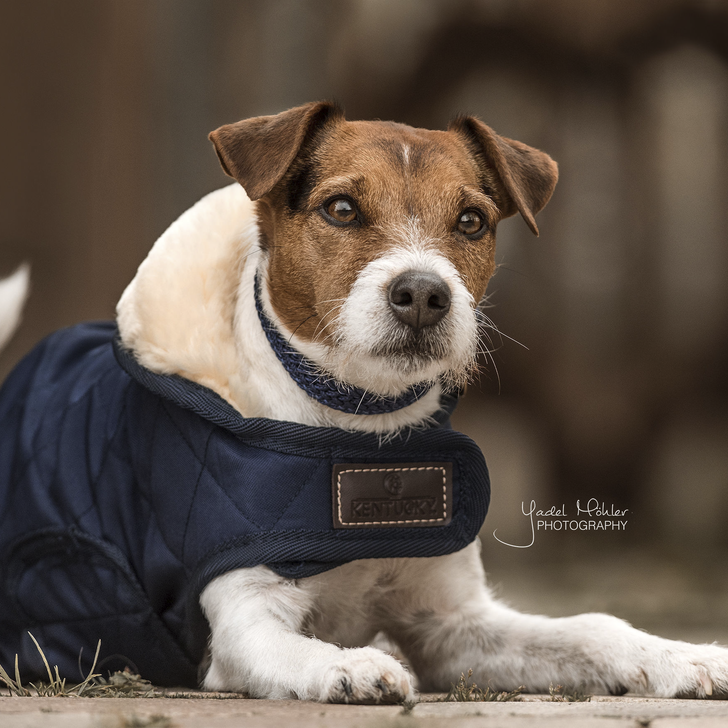Tapis pour chien Kentucky - Original