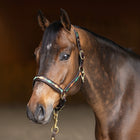 HFI Halfter Polo