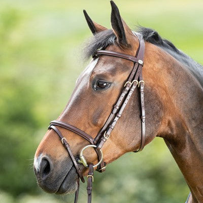 HFI Regular Bridle