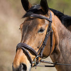 HFI Elegant Bridle