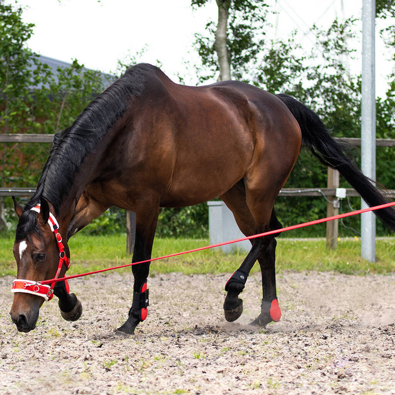 QHP Longeleine in Tasche