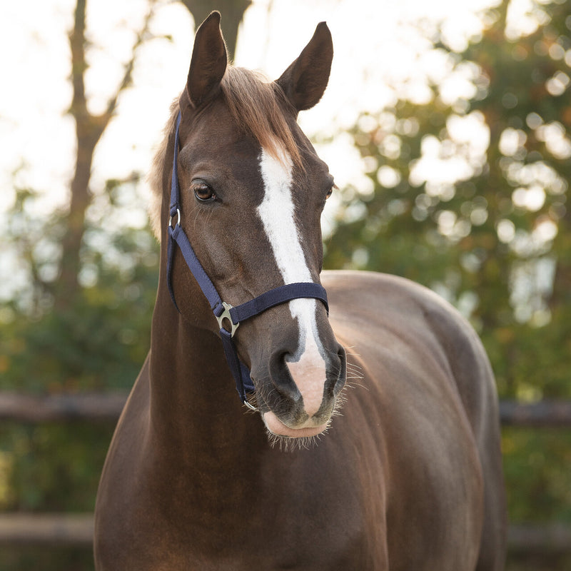 QHP Halter Slide Buckle