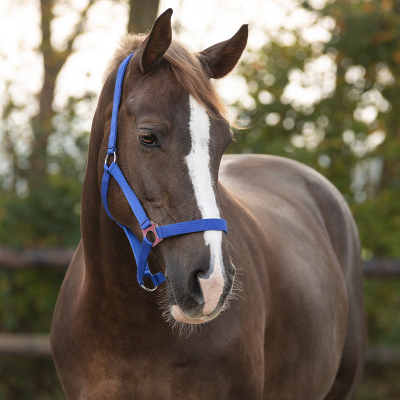 QHP Halster Schuifgesp