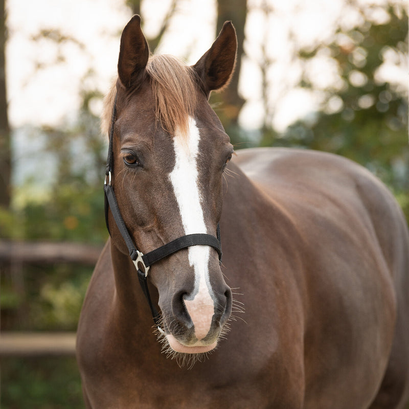 QHP Halter Slide Buckle