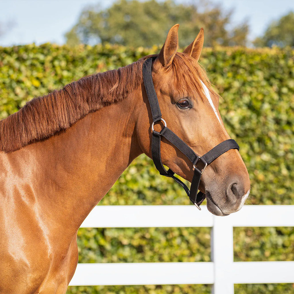 QHP Halter - Extra Sterk