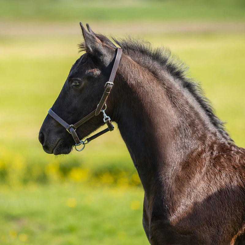 QHP Foal Head Collar Leather