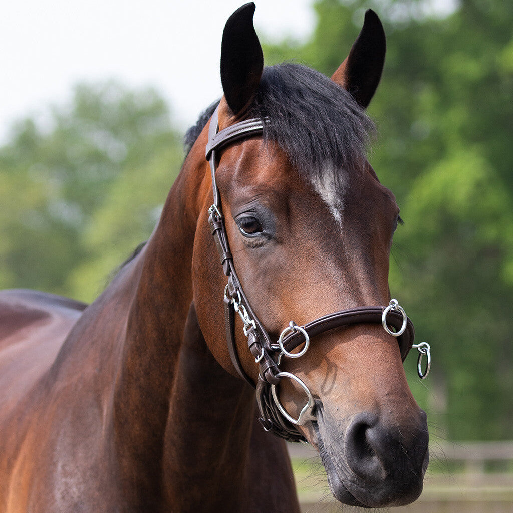 QHP Cavesson - Leder