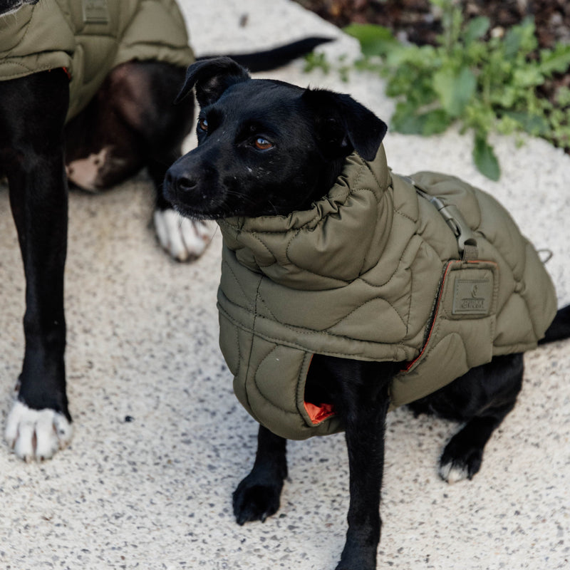 Kentucky Dog Coat Winter Pina