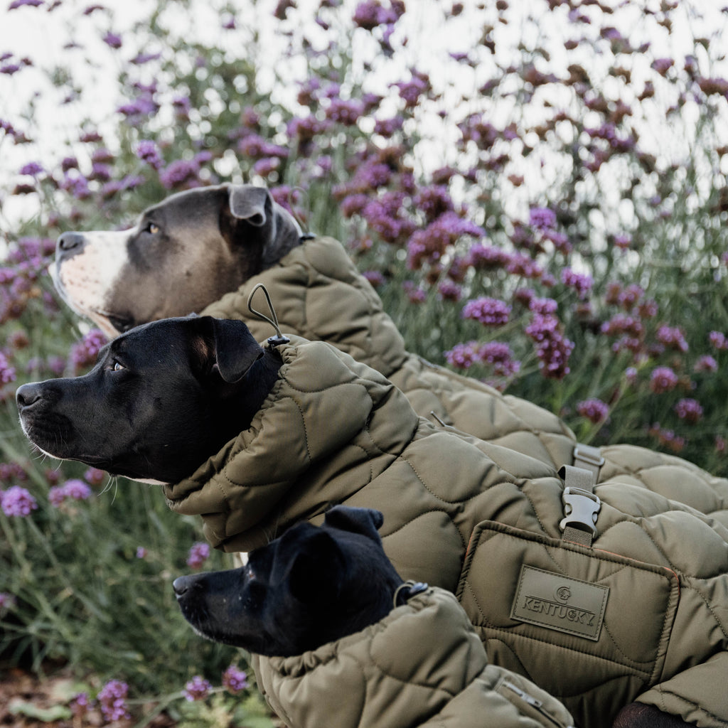 Kentucky Hundemantel Winter Pina