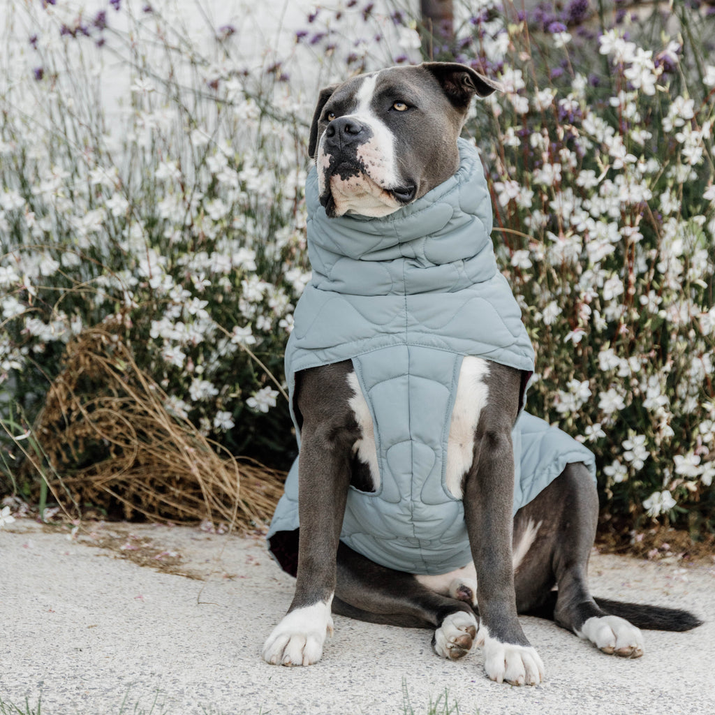 Kentucky Hundemantel Winter Pina