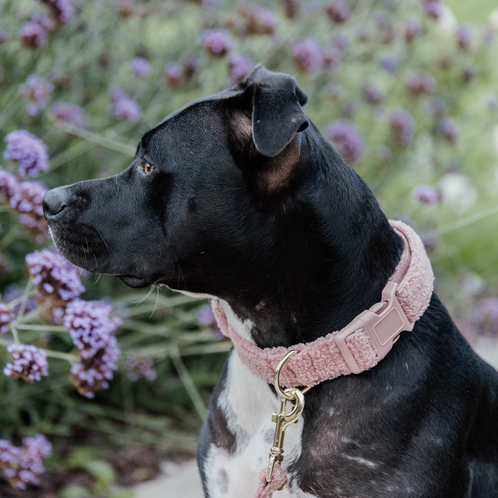 Kentucky Dog Collar - Teddy Fleece