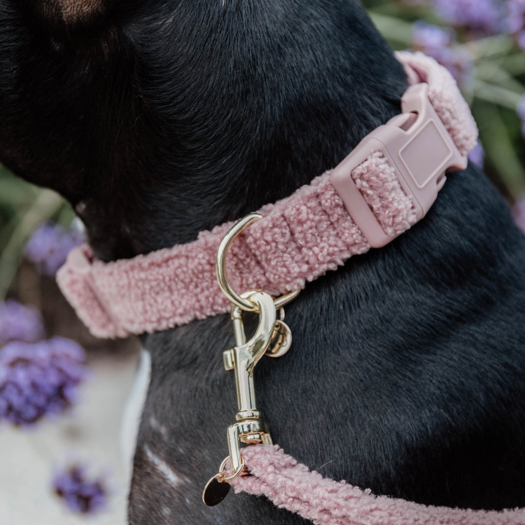 Kentucky Dog Collar - Teddy Fleece