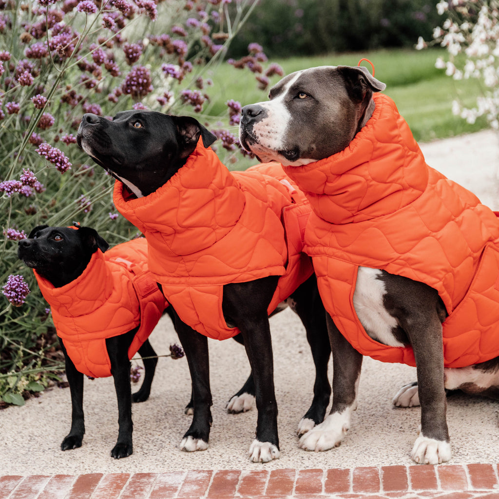 Kentucky Hundemantel Winter Pina