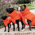 Kentucky Hundemantel Winter Pina