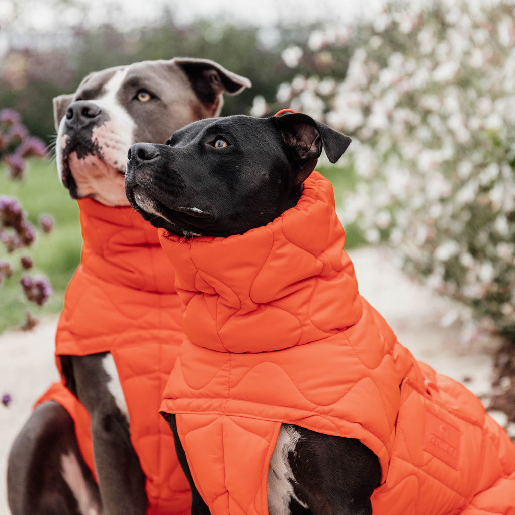 Kentucky Hundemantel Winter Pina