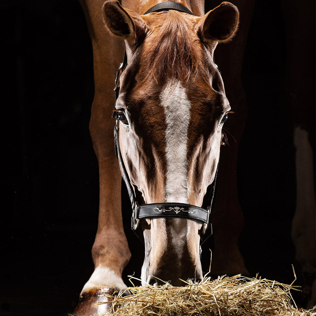 Equiline Halfter Timmy