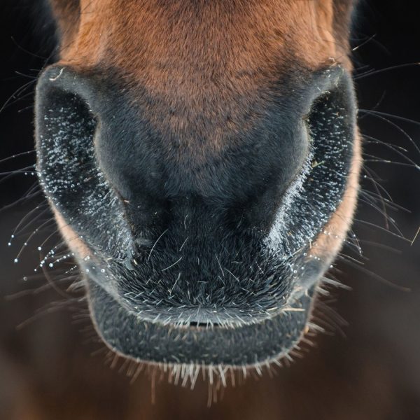 DBS Equestrian Breathe