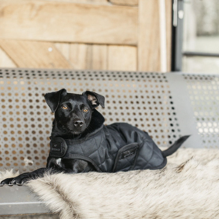 Tapis pour chien Kentucky - Original