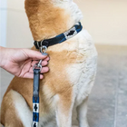Laisse pour chien HFI Polo