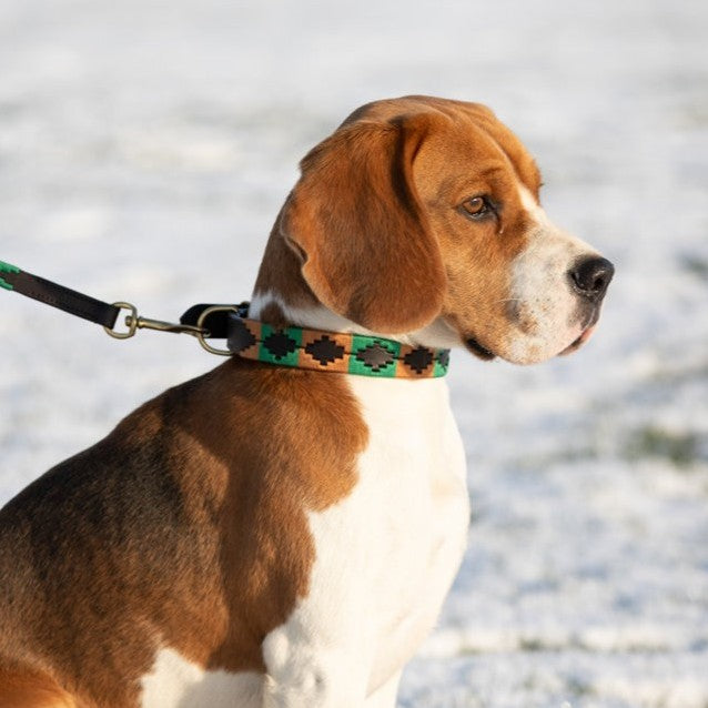 HFI Dog Collar Polo