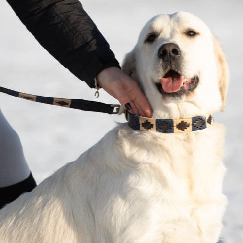 HFI Laisse de chien Polo