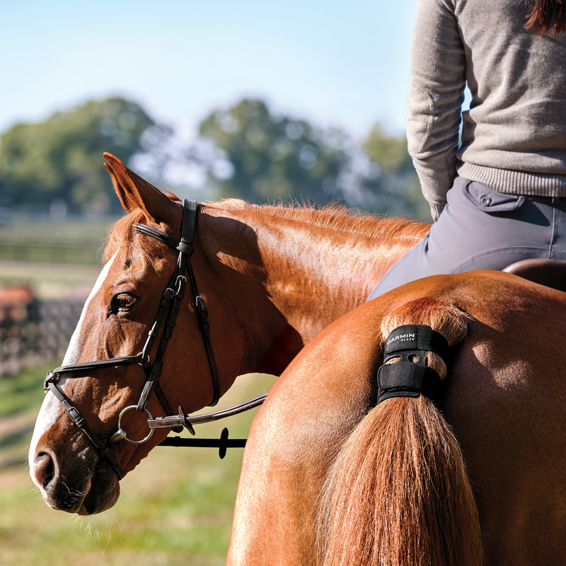 Garmin Blaze™ Equine Wellness System