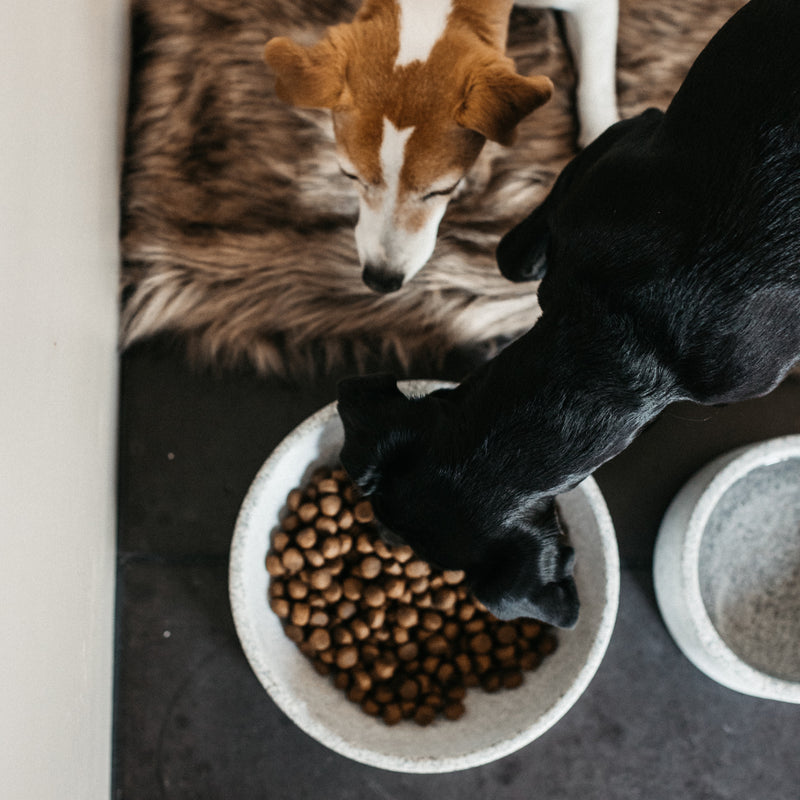 Kentucky Dogwear Dog Bowl - Granite