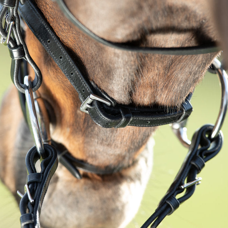HFI Regular Bridle