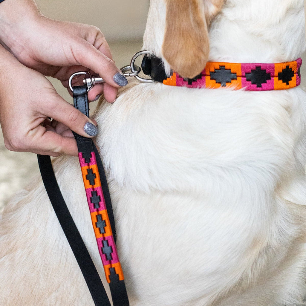 HFI Hundehalsband Polo