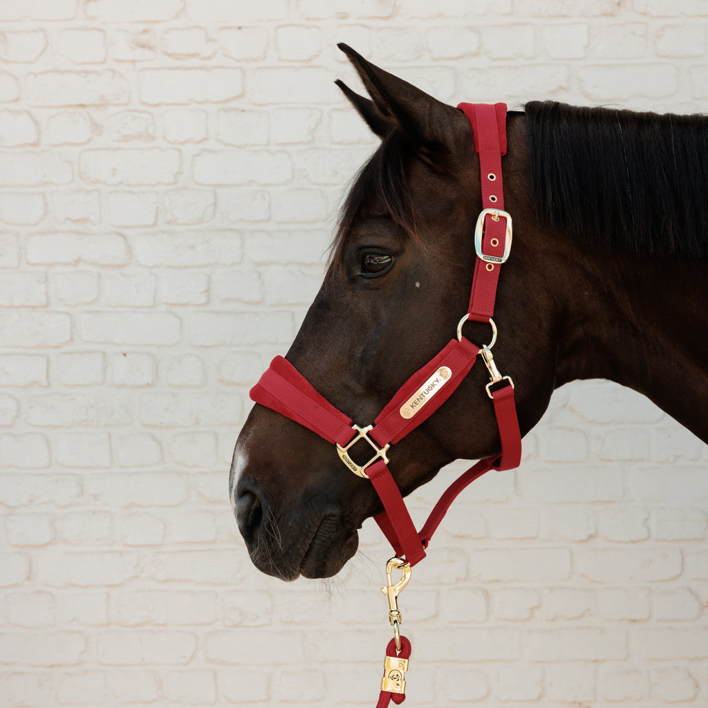 Kentucky Halfter Samt