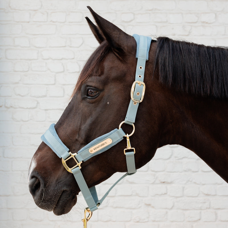 Kentucky Halster - Velvet