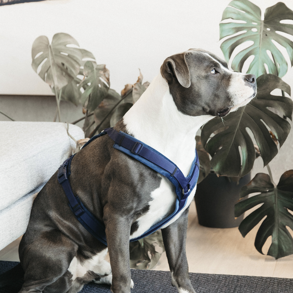 Kentucky Dog Harness Active Velvet