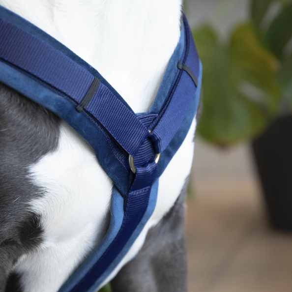 Kentucky Hundegeschirr Active Velvet